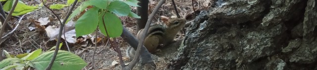 ardillalistadawaldenpond